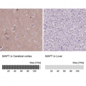 Anti-MAPT antibody produced in rabbit 