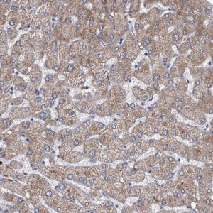 Anti-MARC1 antibody produced in rabbit 