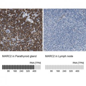 Anti-MARC2 antibody produced in rabbit 