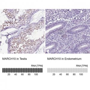 Anti-MARCH10 antibody produced in rabbit 