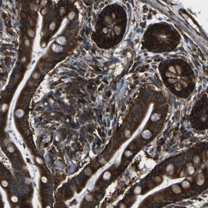 Anti-MARCH2 antibody produced in rabbit 