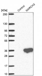 Anti-MARCH3 antibody produced in rabbit 