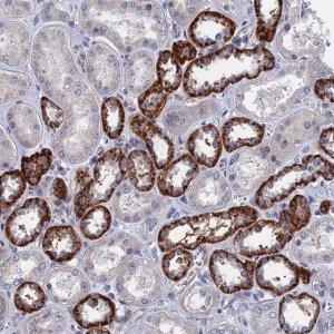 Anti-MARCH3 antibody produced in rabbit 