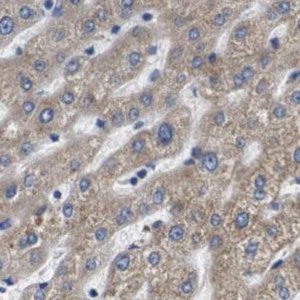 Anti-MARCH7 antibody produced in rabbit 