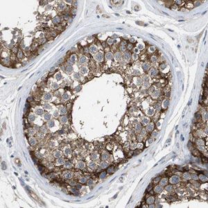 Anti-MARCH8 antibody produced in rabbit 