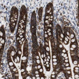 Anti-MARCH8 antibody produced in rabbit 