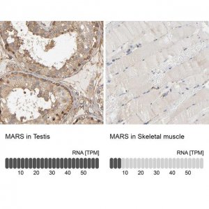 Anti-MARS antibody produced in rabbit 