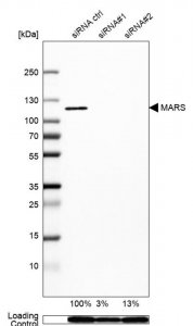 Anti-MARS antibody produced in rabbit 
