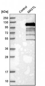 Anti-MASTL antibody produced in rabbit 