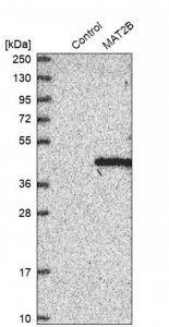 Anti-MAT2B antibody produced in rabbit HPA037721-100UL