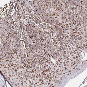 Anti-MAVS antibody produced in rabbit 