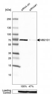 Anti-MB21D1 antibody produced in rabbit 
