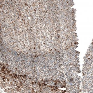 Anti-MB21D1 antibody produced in rabbit 