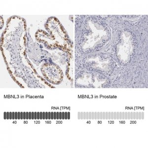 Anti-MBNL3 antibody produced in rabbit 