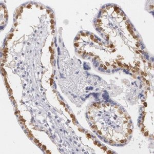 Anti-MBNL3 antibody produced in rabbit 