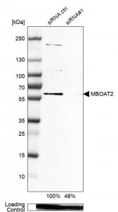 Anti-MBOAT2 antibody produced in rabbit HPA014836-100UL
