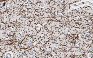 Anti-MBP Antibody, clone 2N6 , ZooMAb Rabbit Monoclonal 