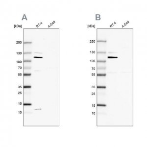 Anti-MCC antibody produced in rabbit 