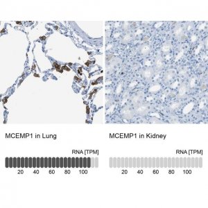 Anti-MCEMP1 antibody produced in rabbit 