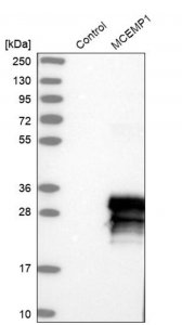 Anti-MCEMP1 antibody produced in rabbit 