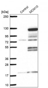 Anti-MCM10 antibody produced in rabbit 