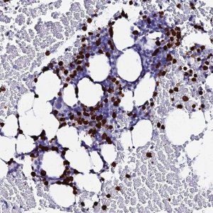 Anti-MCM10 antibody produced in rabbit 