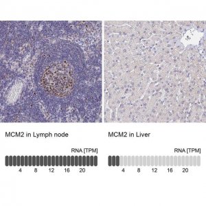 Anti-MCM2 antibody produced in rabbit 
