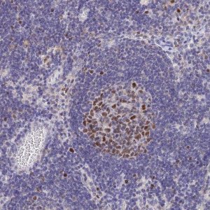 Anti-MCM2 antibody produced in rabbit 