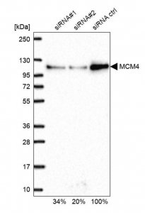 Anti-MCM4 antibody produced in rabbit 