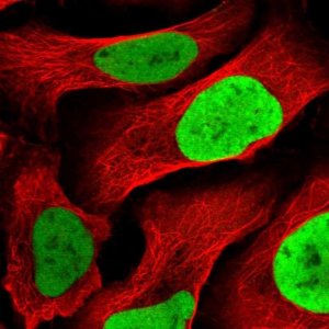 Anti-MCM4 antibody produced in rabbit 