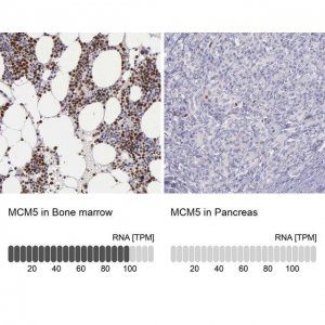 Anti-MCM5 antibody produced in rabbit 