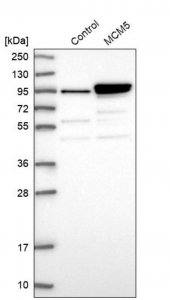 Anti-MCM5 antibody produced in rabbit 
