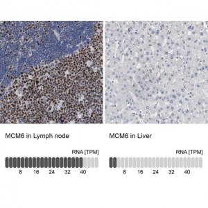 Anti-MCM6 antibody produced in rabbit 