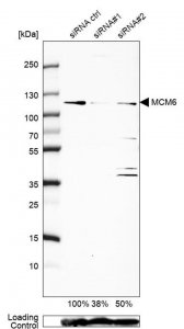 Anti-MCM6 antibody produced in rabbit 