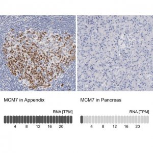 Anti-MCM7 antibody produced in rabbit 