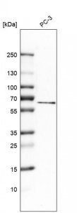 Anti-MCOLN1 antibody produced in rabbit 