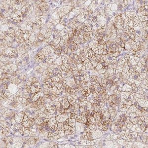 Anti-MCOLN3 antibody produced in rabbit 