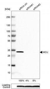 Anti-MCU antibody produced in rabbit 