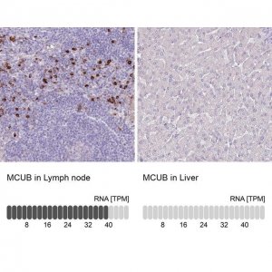 Anti-MCUB antibody produced in rabbit 