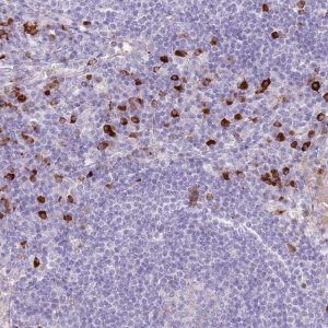 Anti-MCUB antibody produced in rabbit 