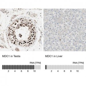 ANTI-MDC1 antibody produced in rabbit 