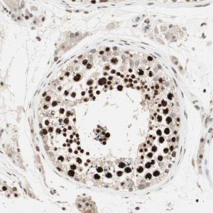 ANTI-MDC1 antibody produced in rabbit 