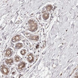 Anti-MDP1 antibody produced in rabbit 