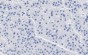 Anti-MDR-1 Antibody, clone 1O12 ZooMAb Rabbit Monoclonal 