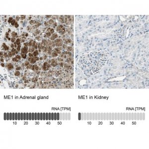 Anti-ME1 antibody produced in rabbit HPA006493-100UL