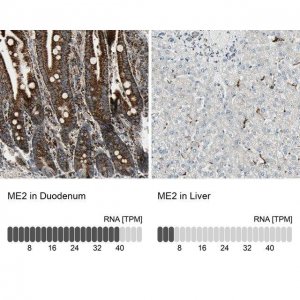 Anti-ME2 antibody produced in rabbit 