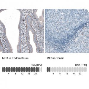 Anti-ME3 antibody produced in rabbit 