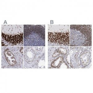 Anti-MECP2 antibody produced in rabbit 