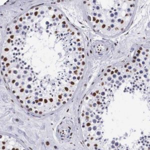 Anti-MECP2 antibody produced in rabbit 