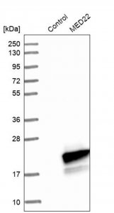 Anti-MED22 antibody produced in rabbit 